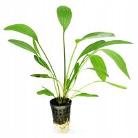 Echinodorus Tanzende wysoka żabienica ozdobna KOSZYK