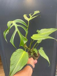 Monstera Burle Marx Flame