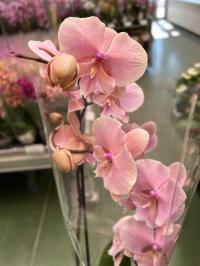 Орхидея живая JMP 60 / 70cm осень