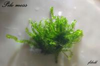 Mech Pilo moss od fibell