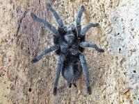 Grammostola pulchra (SpidersForge