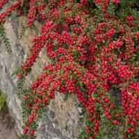 Irga pozioma niska płożąca na skarpy doniczka ZIMOZIELONA 1L