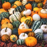 Декоративная тыква-смесь причудливых сортов-семена