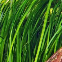 Vallisneria serpentina Tiger - RA (koszyk)