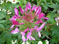 КЛЕОМА КОЛЮЧАЯ РОЗОВАЯ-ШПИЛЬКИ КЛЕОПАТРЫ-CLEOME SPINOSA