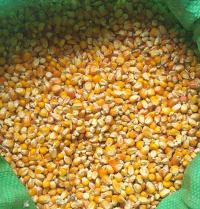 Kukurydza ziarno pasza karma 25kg dla kur gołębi ryb drobiu worek RUMI-ROL