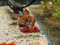 Bojownik HM Red Dragon