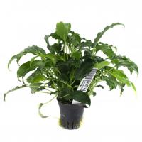 INVITAL Schismatoglottis prietoi корзина Ø 5,5 см