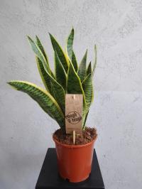 Sansevieria 'Laurentii' 50cm PROMOCJA