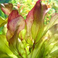 Echinodorus Frank Stoffels - RA koszyk XXL