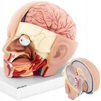 3D анатомическая модель головы и мозга человека масштаб 1:1