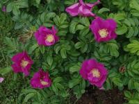 Rugosa Розовая № 1204