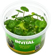 INVITAL Hydrocotyle verticillata in vitro Ø 7 cm