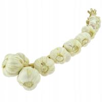 CZOSNEK POLSKI 10 SZT WARKOCZ - ŚWIEŻY JARY WIOSENNY