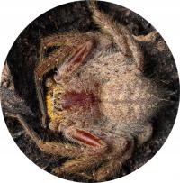 Heteropoda javana (SpidersForge)