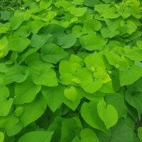 Кокорнак крупнолистный сильная лиана с огромными листьями рассада 2л