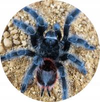 Grammostola acteon SpidersForge)