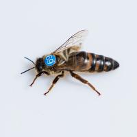 Matki Pszczele Unasienione ELGON | Dostępne od ręki!