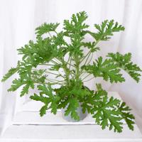 GERANIUM ANGINKA ROŚLINA LECZNICZA don.Ø12cm