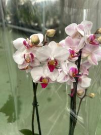 Storczyk żywy JMP 2 pędy 40cm