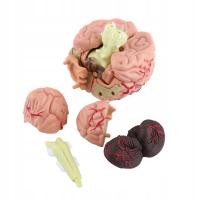 4D HUMAN BRAIN REPLICON 1:1 ANATOMIC MODEL