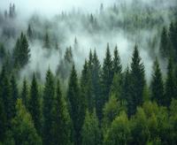 FOTOTAPETA LAS WE MGLE DRZEWA KRAJOBRAZ PRZYRODA # WZORY