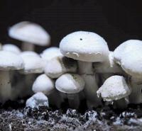 Белый гриб самый большой набор для выращивания