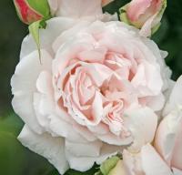Дисконтная Роза Констанце Моцарт из коллекции Kordes PERFUMA
