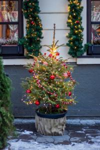 Саженцы ели серебряной 70-80 см для рождественской елки picea pungens glauca GK