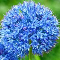Allium Caeruleum чеснок голубой 5 шт. луковицы луковицы цветы