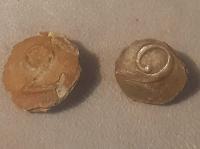 Królestwo Polskie, Powstanie Listopadowe 2 Pułk