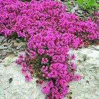 Супер ароматный многолетник семена лилово-розовый тимьян BIONASIONA
