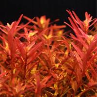 Rotala rotundifolia RED (in-vitro) puszka 10cm XXL