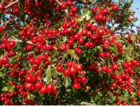 301. Głóg szkarłatny