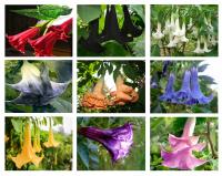 ДУРМАН НАБОР ИЗ 9 СОРТОВ ОГРОМНЫЕ ЦВЕТЫ.