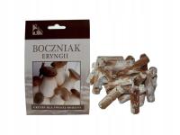 Boczniak maczugowaty (Pleurotus eryngii) 20 szt. - grzybek na kołkach PO-HM-20KS