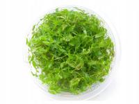 Proserpinaca Palustris Pełzacz Bagienny kubek 10cm