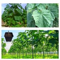 Аэробное дерево Paulownia Shan Tong уже одревеснило годовой прирост 3 метра