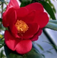 Камелия CHEKIANGOLESA Camellia chekiangolesa - семена 8 штук-10г.
