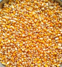 Kukurydza ziarno worek 20 kg