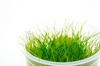 TRAWIASTA ROŚLINA GĘSTY DYWAN DO AKWARIUM BARDZO SZYBKI WZROST ŁATWA HODOWL