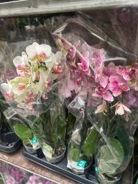 Орхидея яркая JMP 40 см смешанный цвет 2 побега Multiflora прекрасные цветы