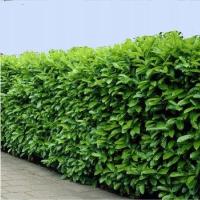 Laurowiśnia 'NOVITA' 50/80cm SADZONKI na żywopłot DUŻE