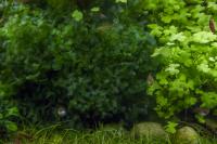 Wątrobowiec Pelia Monosolenium Tenerum Subwassertang duża porcja 30 ml