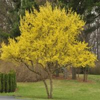 Dereń Jadalny ozdobny i na nalewkę i przetwory (Cornus Mas) 20 nasion