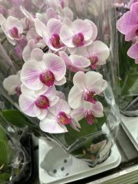 Орхидея Jmp 2 побега 60см формованная