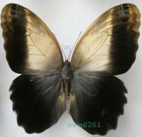 Caligo prometheus (Kollar, 1850) samiec ex. ovo Peru 103mm17