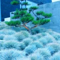 Niebieska trawa Mrozoodporna Cały Rok nasiona Kostrzewa Sina 0,2g