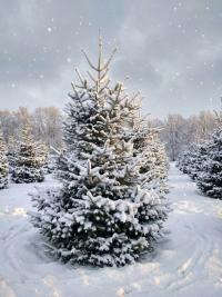 Jodła Kaukaska ŻYWA CHOINKA cięta piękne NATURALNE DRZEWKO ŚWIĄTECZNE 150CM