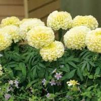 AKSAMITKA WZNIESIONA KRÓLEWSKIE OLBRZYMIE KWIATY